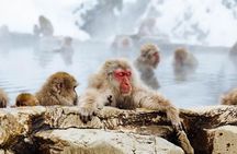 1-Day Winter Tour From Nozawa Onsen: Snow Monkeys, Zenko-ji Temple & Sake
