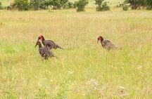 3-day Budget Safari To Maasai Mara 