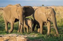 3 Day 2 Night Mikumi National Park + Masai culture
