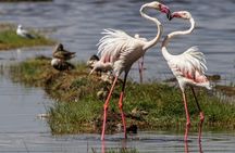 4 Days Masai Mara and Lake Nakuru Budget Safari Meals included