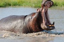 3 Days Isimangaliso Wetland & Hluhluwe Imfolozi Tour From Durban