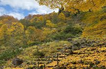 Niigata Private Customizable Half Day Tour