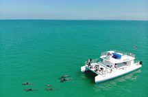 Key West Dolphin and Snorkel Experience 