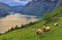ALL ELECTRIC: Emission free tour to the World Heritage Fjords, 13 hours