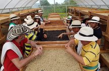 Coffee Culture and Hotsprings