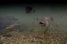 Fly Fishing Guided Experiences