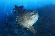 Open Water Course in Nusa Lembongan - Get Certified on remote island (next Bali)