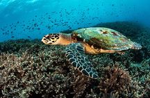 Open Water Course in Nusa Lembongan - Get Certified on remote island (next Bali)