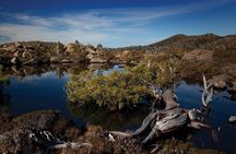 Peaks, Falls & Furry Locals: Mt. Field & the Derwent