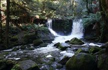 Peaks, Falls & Furry Locals: Mt. Field & the Derwent