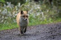 Furepe Waterfall Nature Walk
