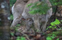Furepe Waterfall Nature Walk