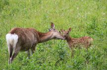 Furepe Waterfall Nature Walk