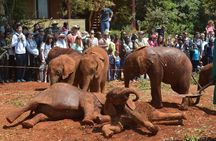 David Sheldrick Elephant Orphanage Half-Day Tour from Nairobi