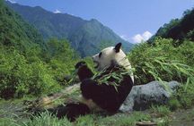 Private Wolong Panda Base and Earthquake Site Day Tour