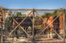 Horseback ride through vineyards followed by gourmet lunch