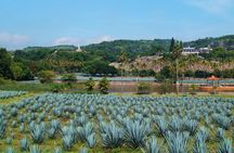 Guachimontones Archaeological Site & Tequila Town PRIVATE TOUR