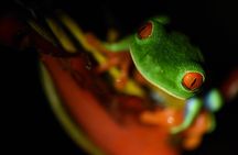 Amazing Red-Eyed Frog Night Walk La Fortuna