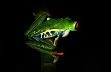 Amazing Red-Eyed Frog Night Walk La Fortuna