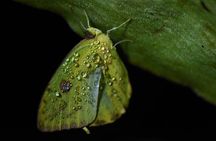 Amazing Red-Eyed Frog Night Walk La Fortuna