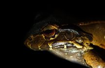 Amazing Red-Eyed Frog Night Walk La Fortuna
