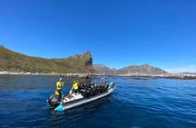 Animal Ocean Safaris