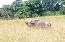 Lake Nakuru National park Express Day Trip 