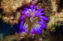 TRY SCUBA DIVING with a Dedicated Instructor