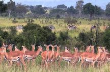 5 days Serengeti Wildebeest Migration Safari