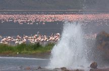 2-Day Flamingo Tour to Lakes Bogoria and Nakuru from Nairobi