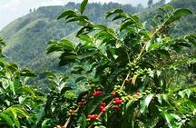 Blue Mountains Coffee Private Tour from Kingston