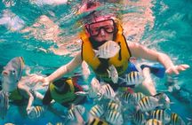 Snorkel and swim in Cozumel el Cielo Reef, Palancar and Colombia