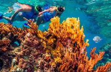 Snorkel and swim in Cozumel el Cielo Reef, Palancar and Colombia
