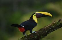 Arenal Volcano And La Fortuna Waterfall Tour