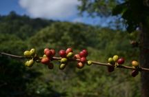 Coffee Tour La Victoria and waterfalls in Minca - Private Tour