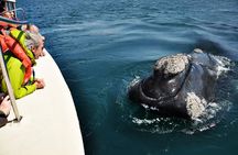 Shore Tours Peninsula Valdes Cruise Ship Passengers Puerto Madryn