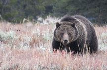 Yellowstone National Park - PRIVATE Full-Day Lower Loop Tour from W. Yellowstone