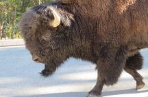 Yellowstone National Park - PRIVATE Full-Day Lower Loop Tour from W. Yellowstone