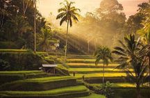  Private Full Day Tour with Ubud and Kintamani Highlights
