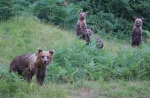 Observing and Discovering Bears in Their Natural Habitat