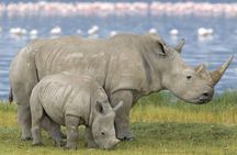 4 Days Masai Mara and Lake Nakuru Budget Safari Meals included