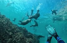 Swim with Seals