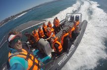 Swim with Seals