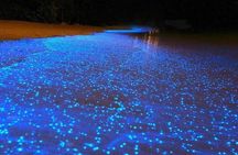 Night Snorkel Experience in Cancun