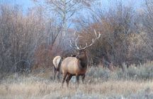 Yellowstone National Park - PRIVATE Upper Loop Tour from West Yellowstone
