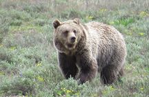 Yellowstone National Park - PRIVATE Upper Loop Tour from West Yellowstone