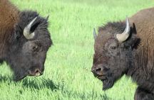 Yellowstone National Park - PRIVATE Upper Loop Tour from West Yellowstone
