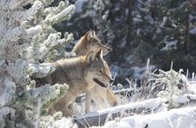 Yellowstone National Park - PRIVATE Upper Loop Tour from West Yellowstone