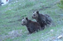 Grand Teton National Park - Sunrise Tour from Jackson Hole