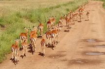 5-Day Crescent Island, Hell’S Gate, Naivasha, Amboseli National Park